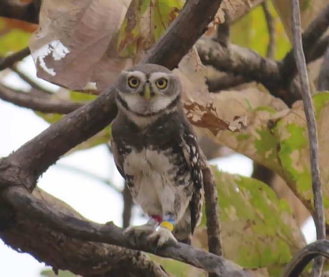 Genetic study settles debate on classification of endangered owlet